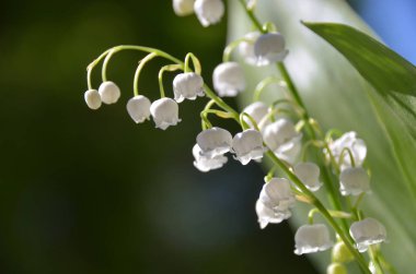 Doğal baharda vadideki vahşi orman zambakları arka planı bulanıklaştırdı.