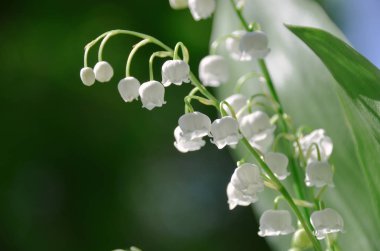 Bahar sabahı ormanında vadideki vahşi beyaz zambaklar