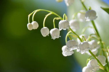 Güzel ihale lily vadi sabah bahçede. Seçici odak. Bulanık ışık bahar arka plan