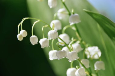 Bahar arka plan ile çiçeklenme lily vadi sabah orman içinde. Convallaria majalis