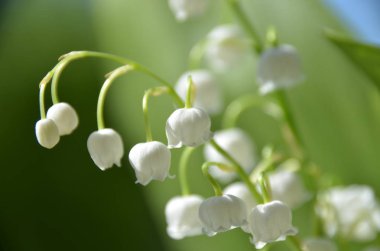 Bahar sabahı bahçesinde vadinin ihale vahşi zambak. Bulanık yeşil arka plan üzerinde beyaz tatlı kokulu çiçek çiçek