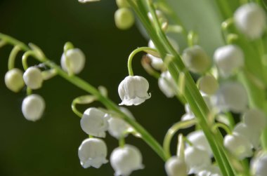 Güzel vahşi lily vadi bahar sabah bahçede