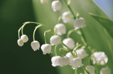 Zambak üzerinde bir ihale doğal bulanık arka plan izole vadi. Hava çok güzel duyurdu
