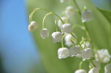 İlkbaharda güzel beyaz düğün çiçekleri, vadinin ihale zambak
