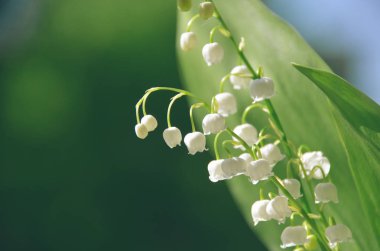 Güzel beyaz zambaklar vadideki sabahın erken saatlerinde çiy ile