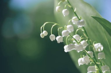 Güzel lily-in--vadide ilkbahar sabah Bahçe, Bahar arka plan