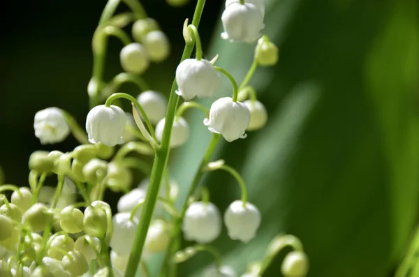 Tender White Spring Flowers Lilies Valley Bright Green Backfground Convallaria — Stock Photo, Image