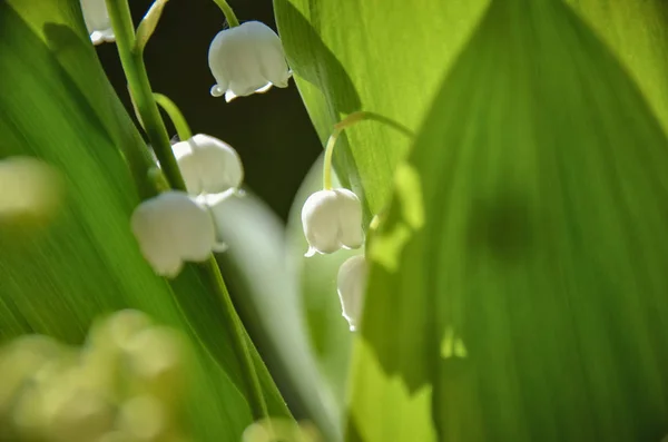Lily Doğal Yeşil Arka Plan Üzerinde Vadi Çiçekleri — Stok fotoğraf