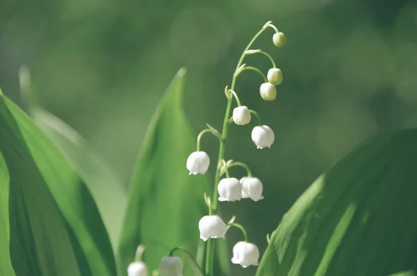 早朝にスズランの柔らかい小枝 春の花の咲く庭 — ストック写真