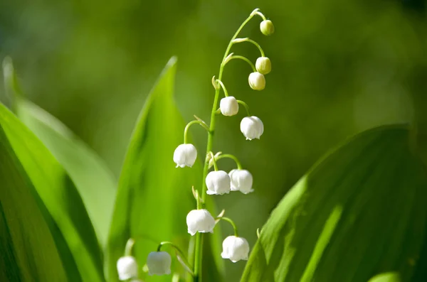 Piękne Kwiaty Konwalii Tle Zielony Wiosna Ogrodzie Rano — Zdjęcie stockowe