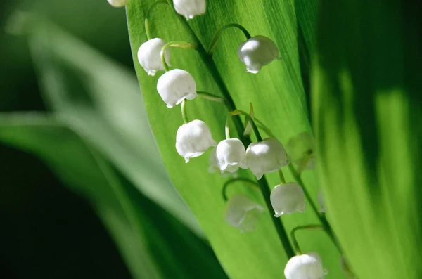 Kwitnąca Lilia Doliny Zielonym Tle Wiosennym Ogrodzie — Zdjęcie stockowe