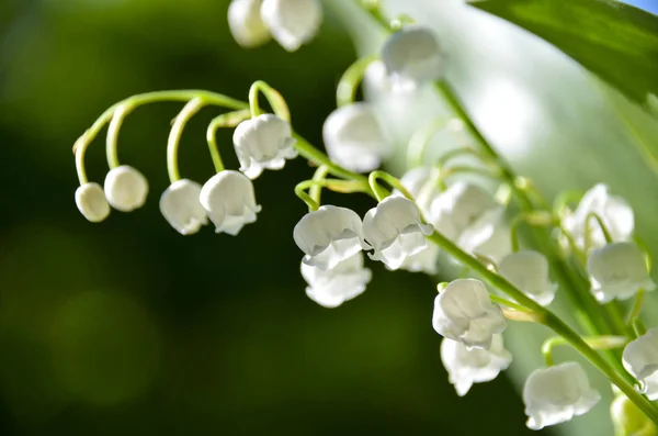 Dzikie Białe Lilie Doliny Zbliżenie Wiosennym Lesie Rano Skupienie Selektywne — Zdjęcie stockowe