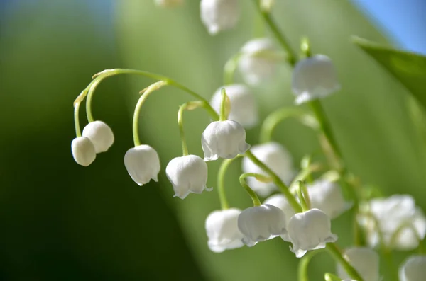 Beautiful Bouquet Lily Valley Spring Flowers Convallaria Majalis — Stock Photo, Image