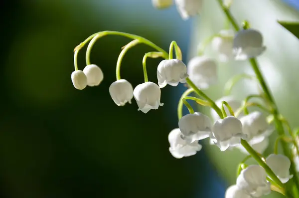 Kwitnący Krzew Biały Konwalii Białym Tle Niewyraźne Tło Lesie Rano — Zdjęcie stockowe