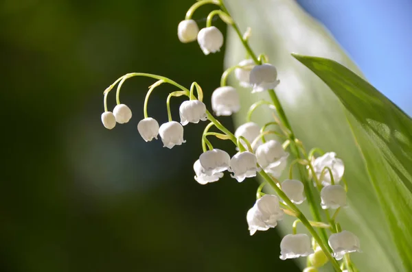 Dzikie Kwitnące Lilie Doliny Jasnym Wiosennym Ogrodzie Wiosenne Tło Kwiatowe — Zdjęcie stockowe
