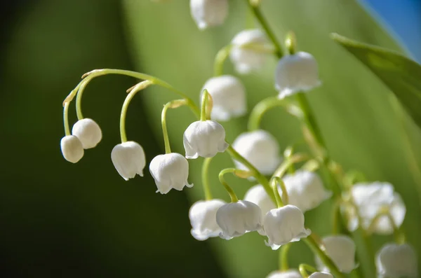 Fotografia Makro Pachnące Białe Konwalia Spring Garden — Zdjęcie stockowe