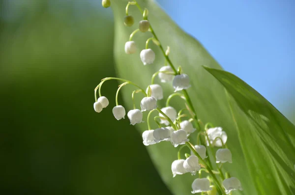 香り咲くスズランの春の庭 Convallaria Majalis — ストック写真