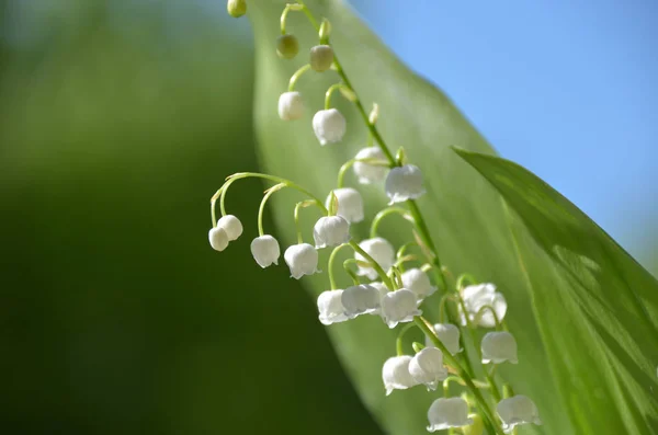 Fragrant Blooming Lily Valley Spring Garden Convallaria Majalis — Stock Photo, Image