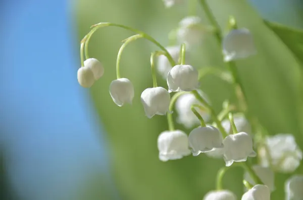 Hermosas Flores Blancas Boda Primavera Tierno Lirio Del Valle — Foto de Stock