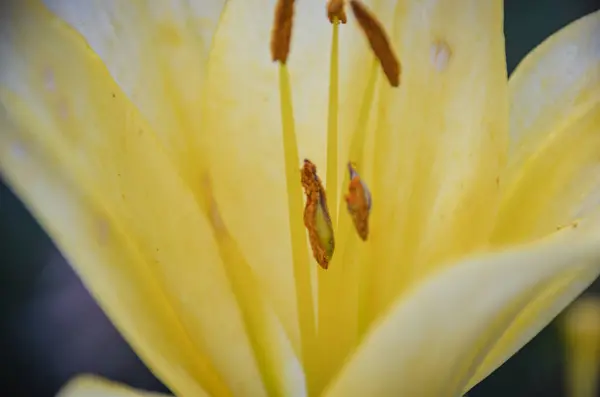春の夜の庭で鮮やかな黄色のユリクローズアップ — ストック写真