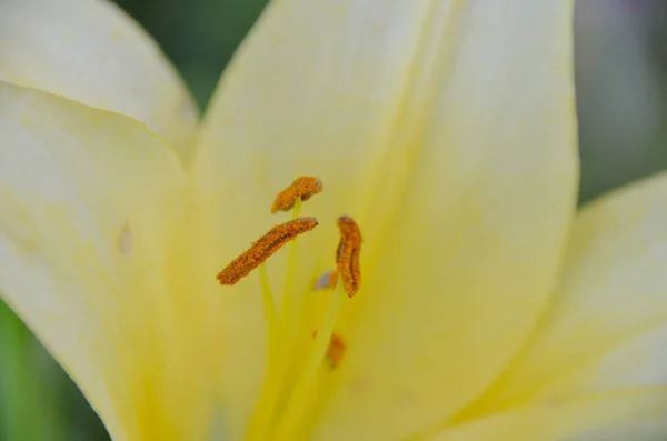 Ljust Gul Lilja Blommor Vår Sunset Trädgård — Stockfoto