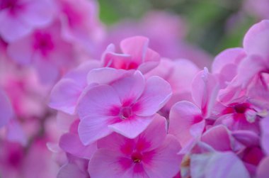 Gün batımı bahar bahçesinde ihale pembe hortensia. Ortanca makrophylla