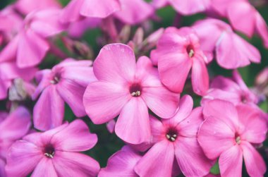 Bahar çiçekli bahçede güzel romantik pembe ortanca