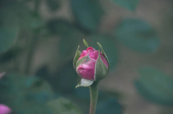 Нежная Красота Розовой Розы Весеннем Саду — стоковое фото