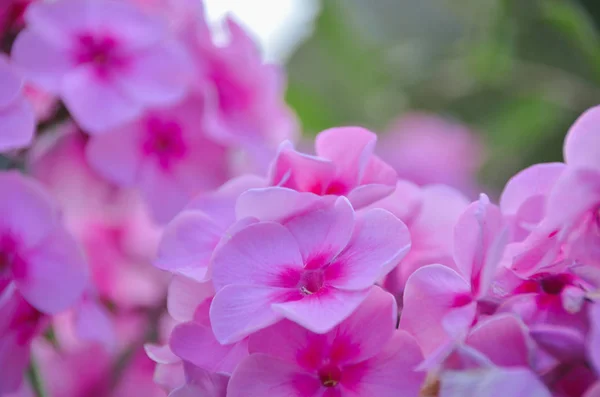 stock image Bright pink hydrangea blooming in beautiful spring garden