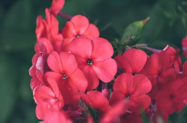 Bahar açan bahçede sevimli küçük pembe ortanca çiçeklerin parlaklığı