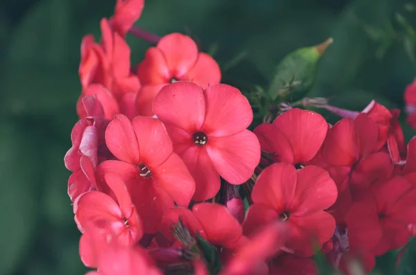 Яскравість Милих Маленьких Рожевих Квітів Гортензії Навесні Квітучого Саду — стокове фото