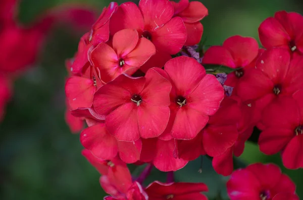 Fényerő Crimson Hortenzia Virágok Tavaszi Napfényes Kertben Zöld Háttér — Stock Fotó