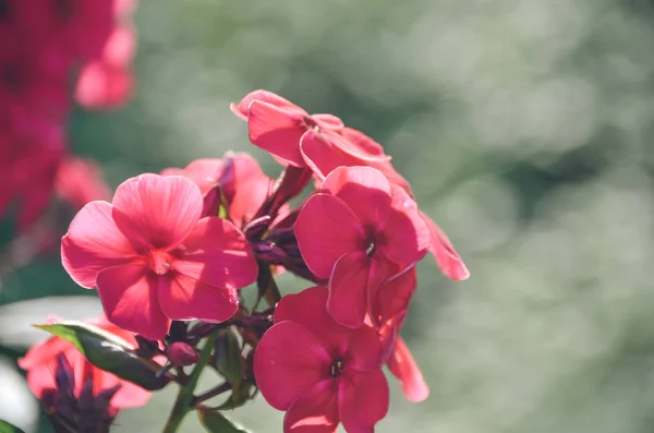 Bright Red Hydrangea Beautiful Spring Blossoming Garden Morning Light Rain — Stock Photo, Image