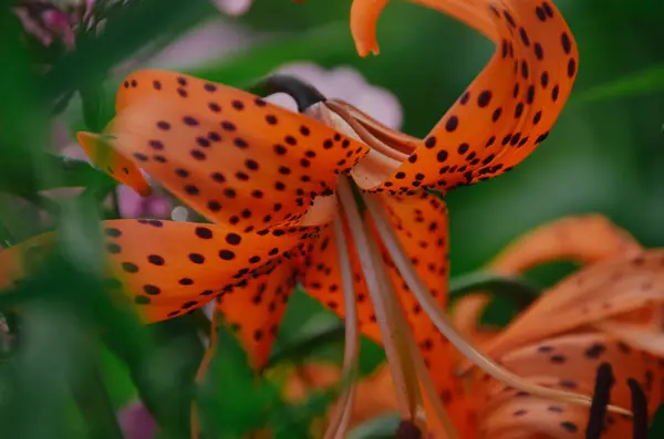 Světlé Barevné Tiger Lily Zelené Backgtound Zahradě Jarní Ráno — Stock fotografie