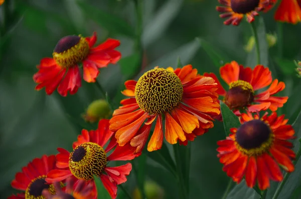 美丽的夏日花园里鲜艳的红色 Helenium — 图库照片