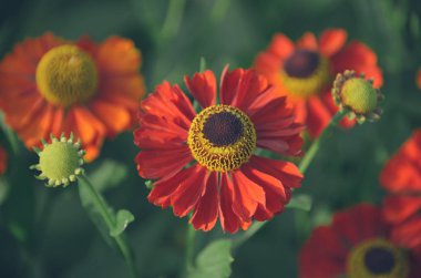 Parlak kırmızı yemyeşil helenium çiçek çiçek bahar sabah bahçe içinde