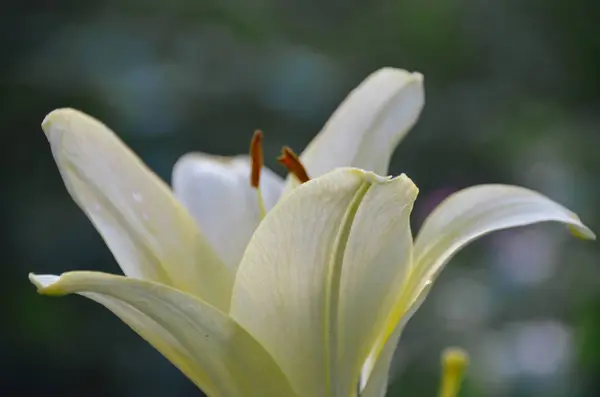 夏の朝の庭で露と柔らかい光黄色のユリの花びら — ストック写真