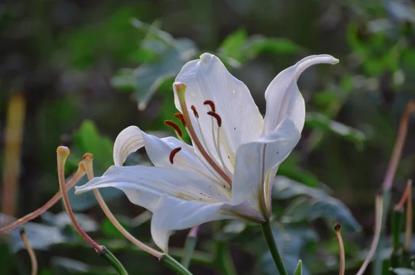 Zachte Weelderige Witte Lelie Verse Ochtend Tuin — Stockfoto
