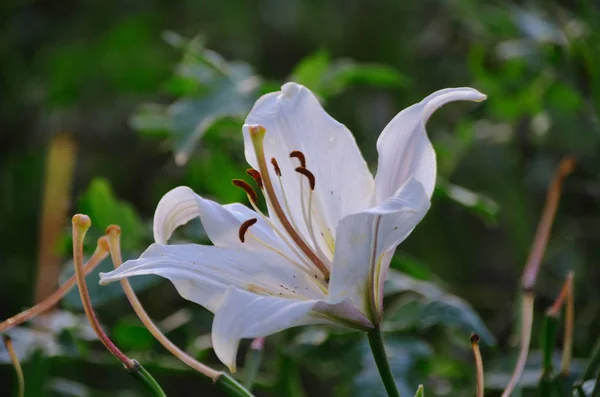Lírio Branco Suave Jardim Florido Perfumado Verão — Fotografia de Stock