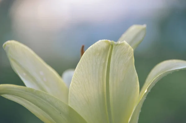 Lys Jaune Doux Lumière Matin Dans Jardin Été Gros Plan — Photo