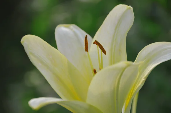 新鮮な雨の朝の庭で穏やかな淡い黄色のユリ — ストック写真