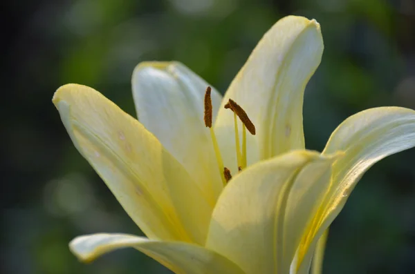 Jemný Světle Žlutá Lilie Západu Slunce Letní Zahrada Zblízka — Stock fotografie