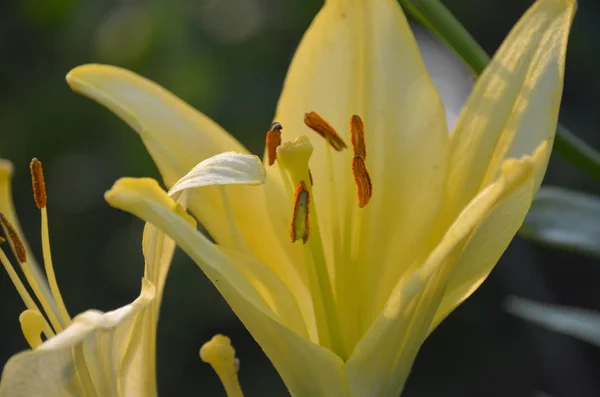 Lirio Amarillo Brillante Huele Dulcemente Hermoso Jardín Mañana Primavera —  Fotos de Stock