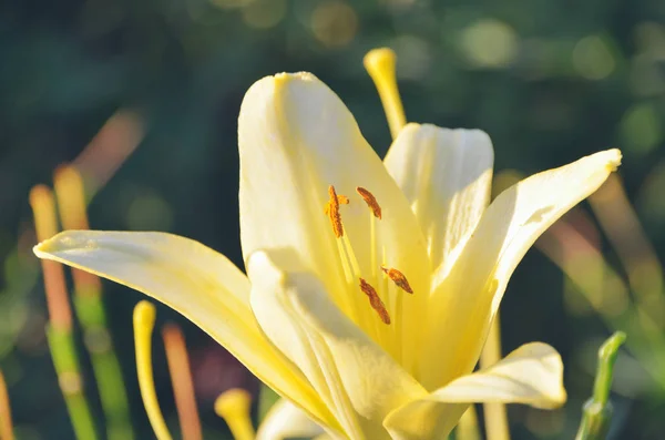 夏の朝の花の咲く庭で太陽の明るい黄色のユリ — ストック写真