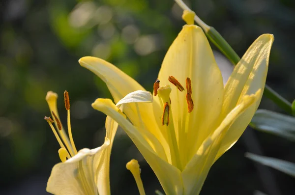 Giglio Giallo Sole Nel Giardino Prima Mattina Dopo Pioggia — Foto Stock