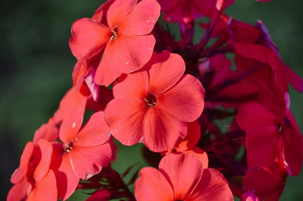 Ljusstyrkan Färgglada Rosa Hydrangea Blommor Färska Morgonen Trädgård — Stockfoto