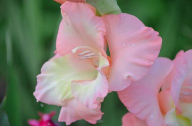 Beautigful hafif pembe gladioulus çiçek açması bahar bahçe