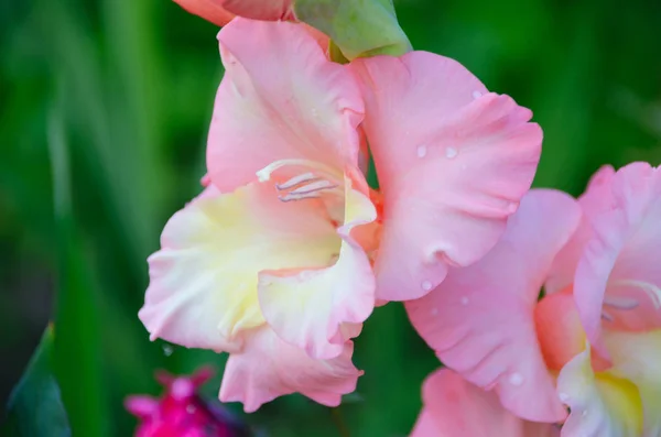 Illatos Élénk Rózsaszín Gladiolus Zöld Háttér Virágzó Nyári Kert — Stock Fotó