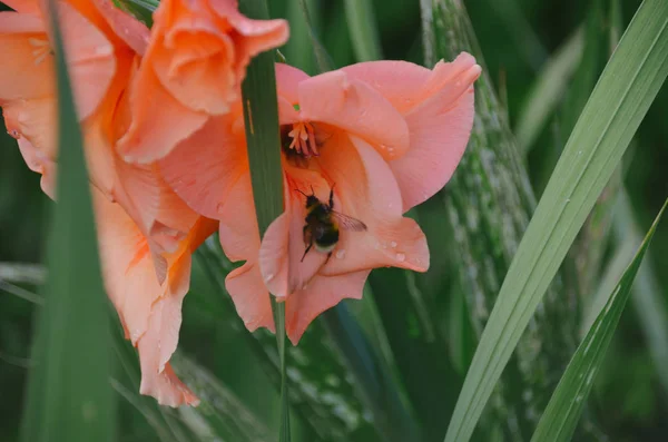 Heldere Koraal Gladiolen Met Hommel Zomer Bloeiende Tuin — Stockfoto