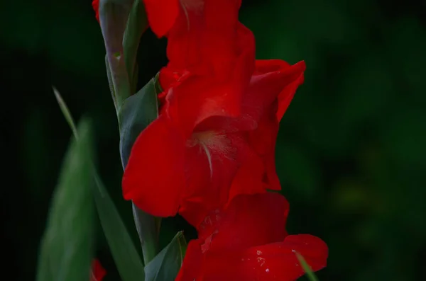 Heldere Rode Gladiolen Bloemen Donkere Groene Achtergrond Zomer Bloeiende Tuin — Stockfoto